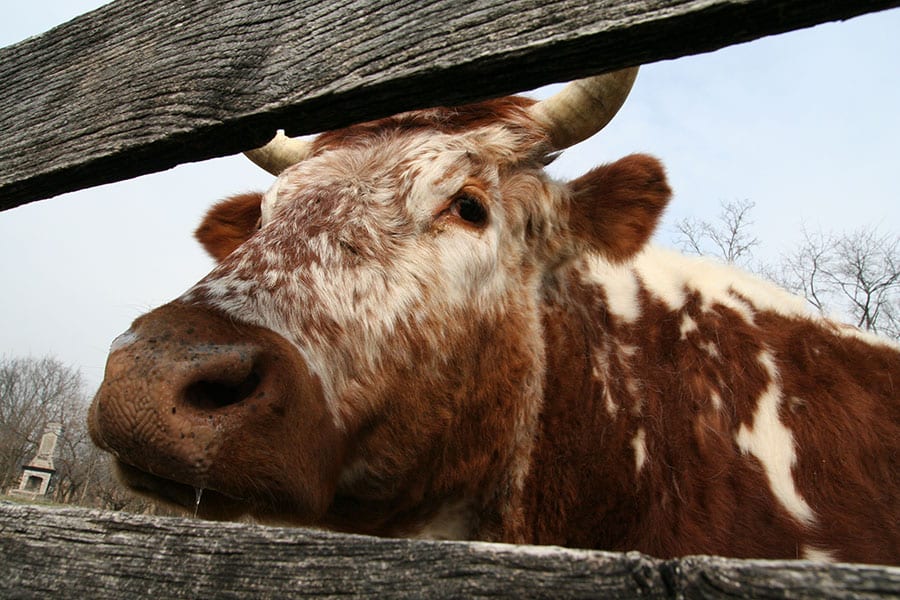 Animal Encounters - cow