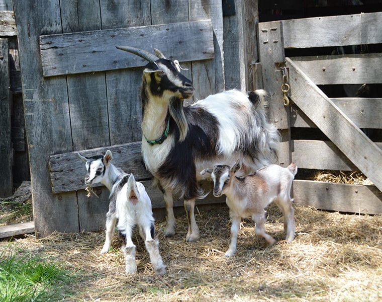 Animal Encounters - Arapawa Goats