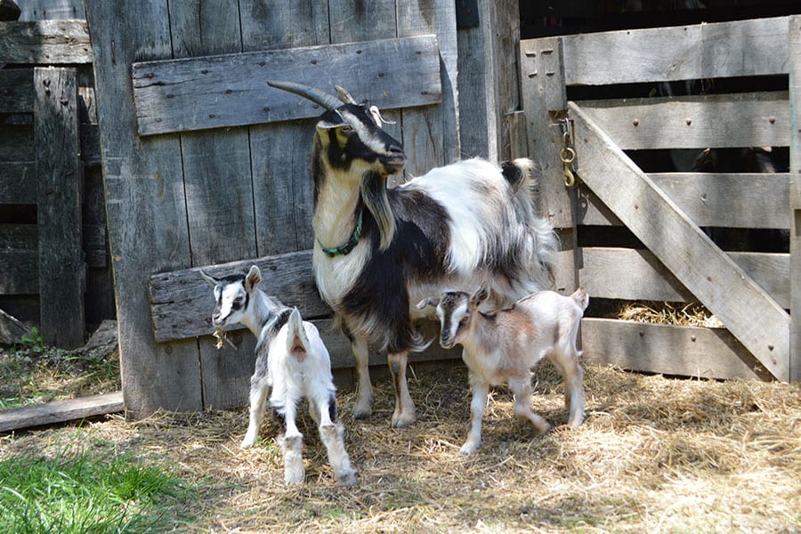 Animal Encounters - Arapawa Goats