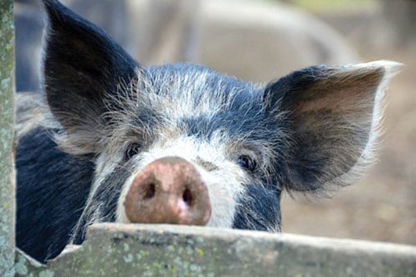 Ossabaw pig