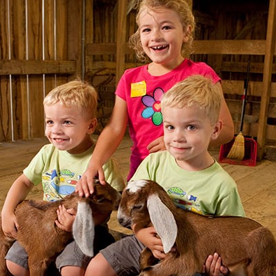 Playtime on the Prairie - Goats Playtime on the Prairie - Goats