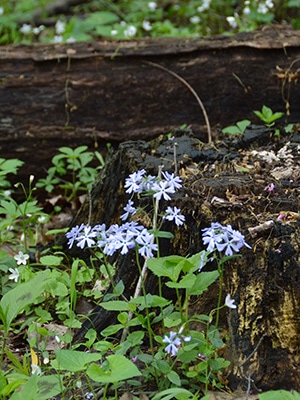 Understory Stroll