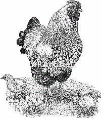 Chicken