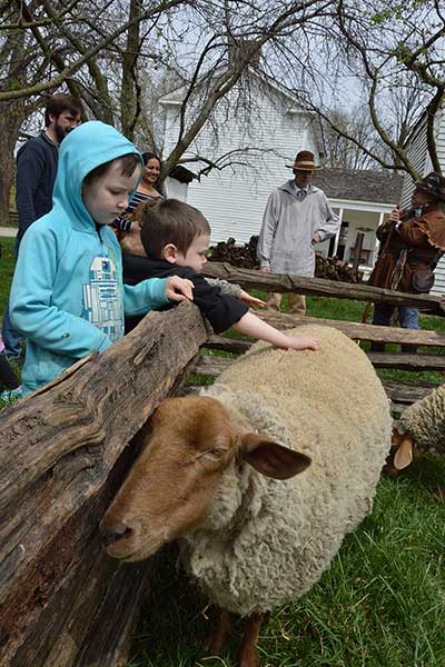 Tunis Sheep