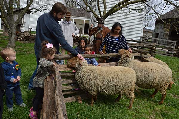 Tunis Sheep Tunis Sheep