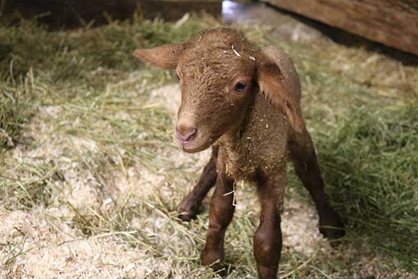 Tunis Sheep