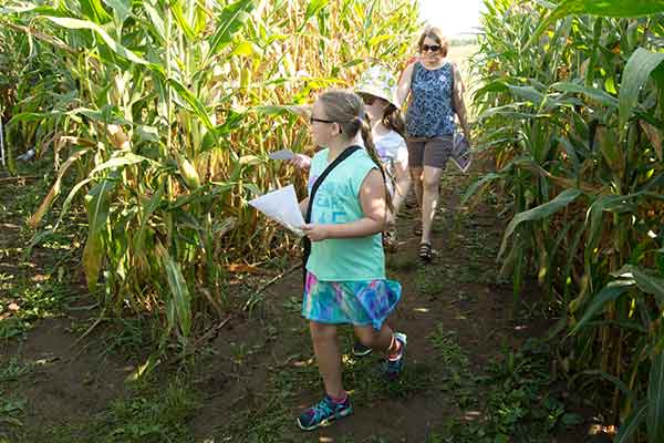 Corn Maze