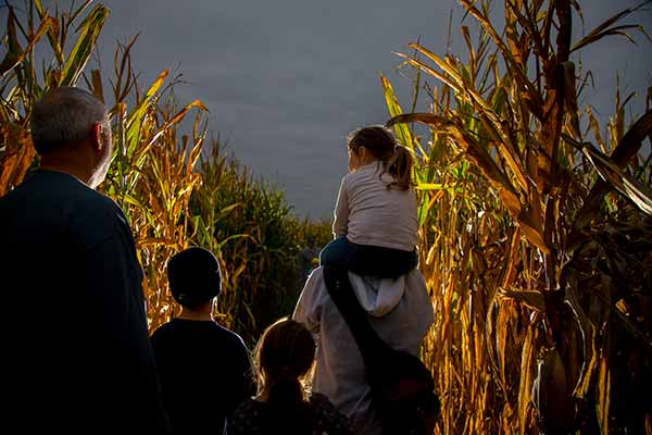 Guests walking Corn Maze at night