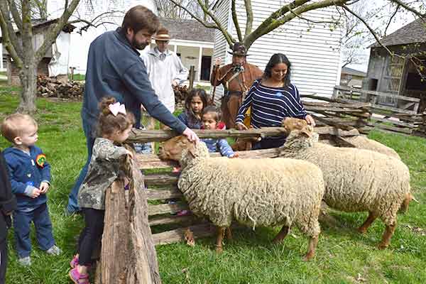 Tunis Sheep
