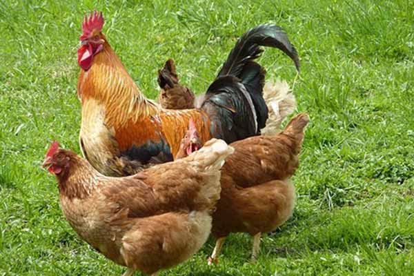 Animal Encounters - Chickens