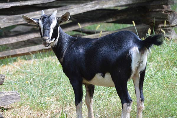 Goats Goats