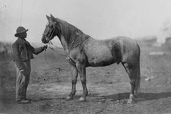 Horse