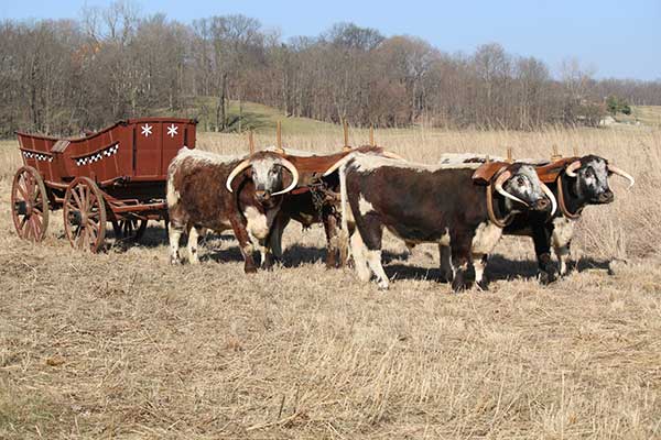 Oxen