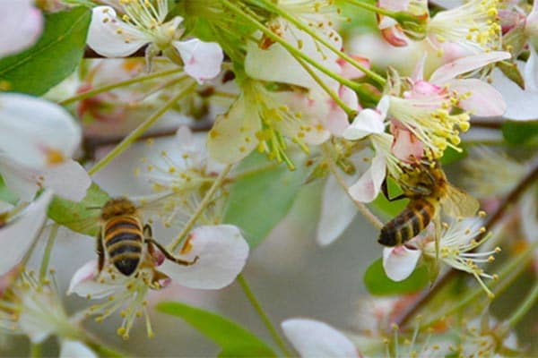spring bees on flowers