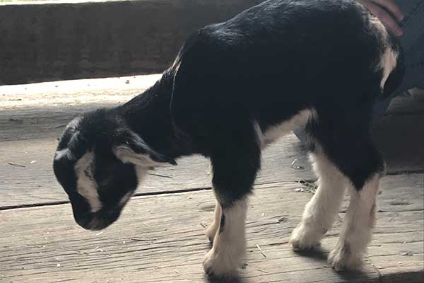 Playtime on the Prairie: Goats