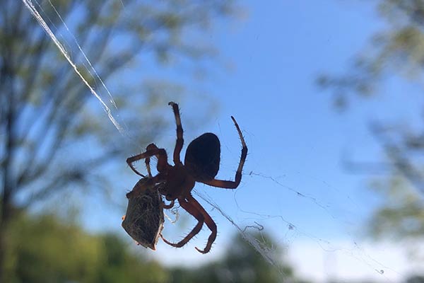 Playtime on the Prairie: Spiders