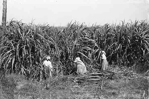 women cutting sugar cane