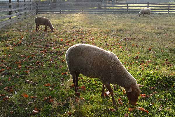 Sheep