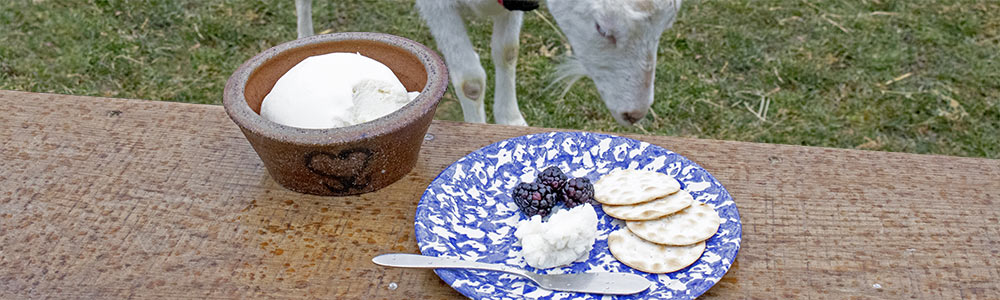 Prairie Pursuits: Dairy Goats and Soft Cheese