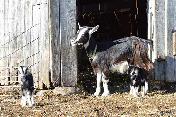 Animal Encounters - Arapawa goats
