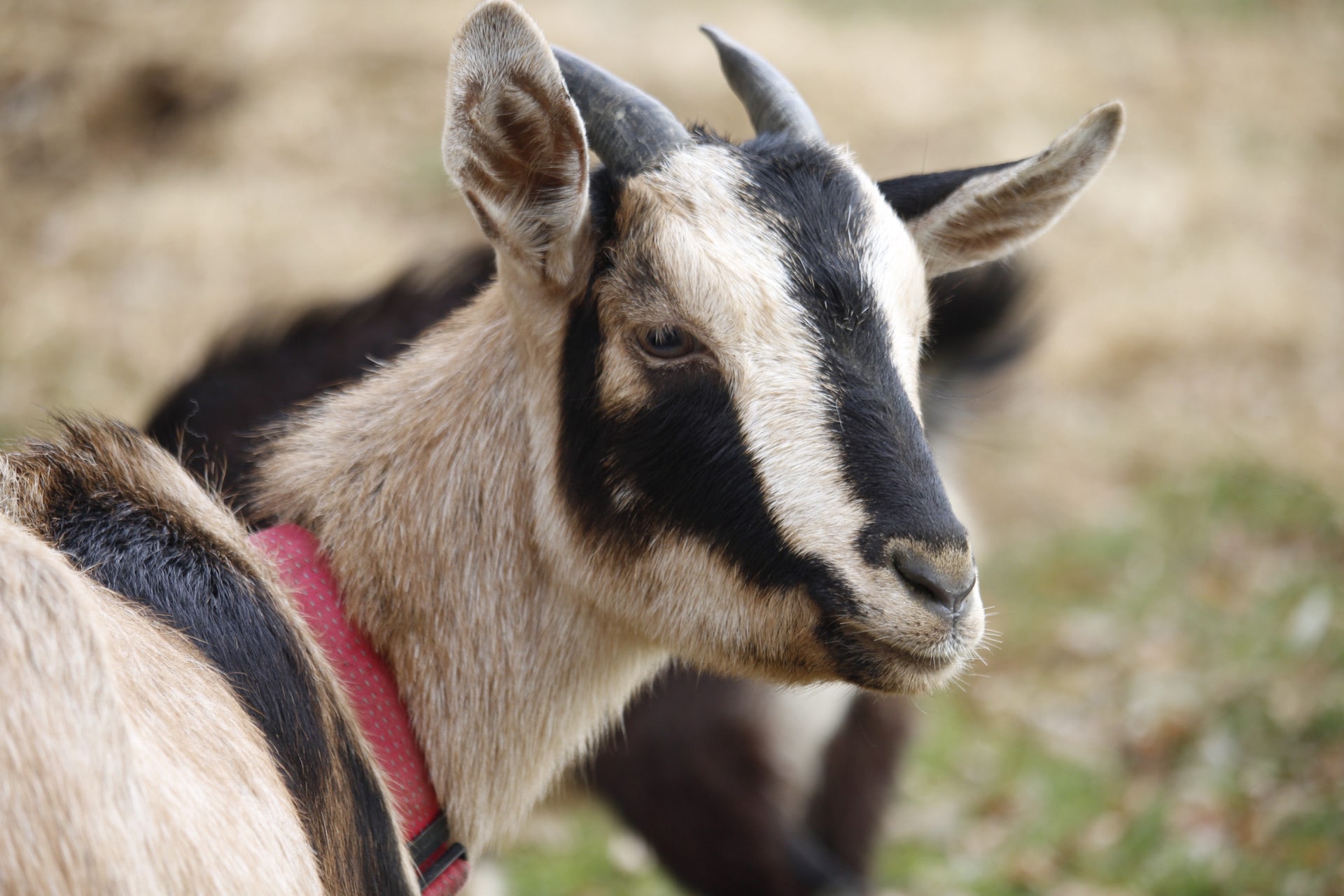 Arapawa Goat