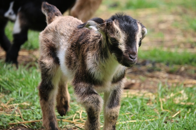 Arapawa Kid