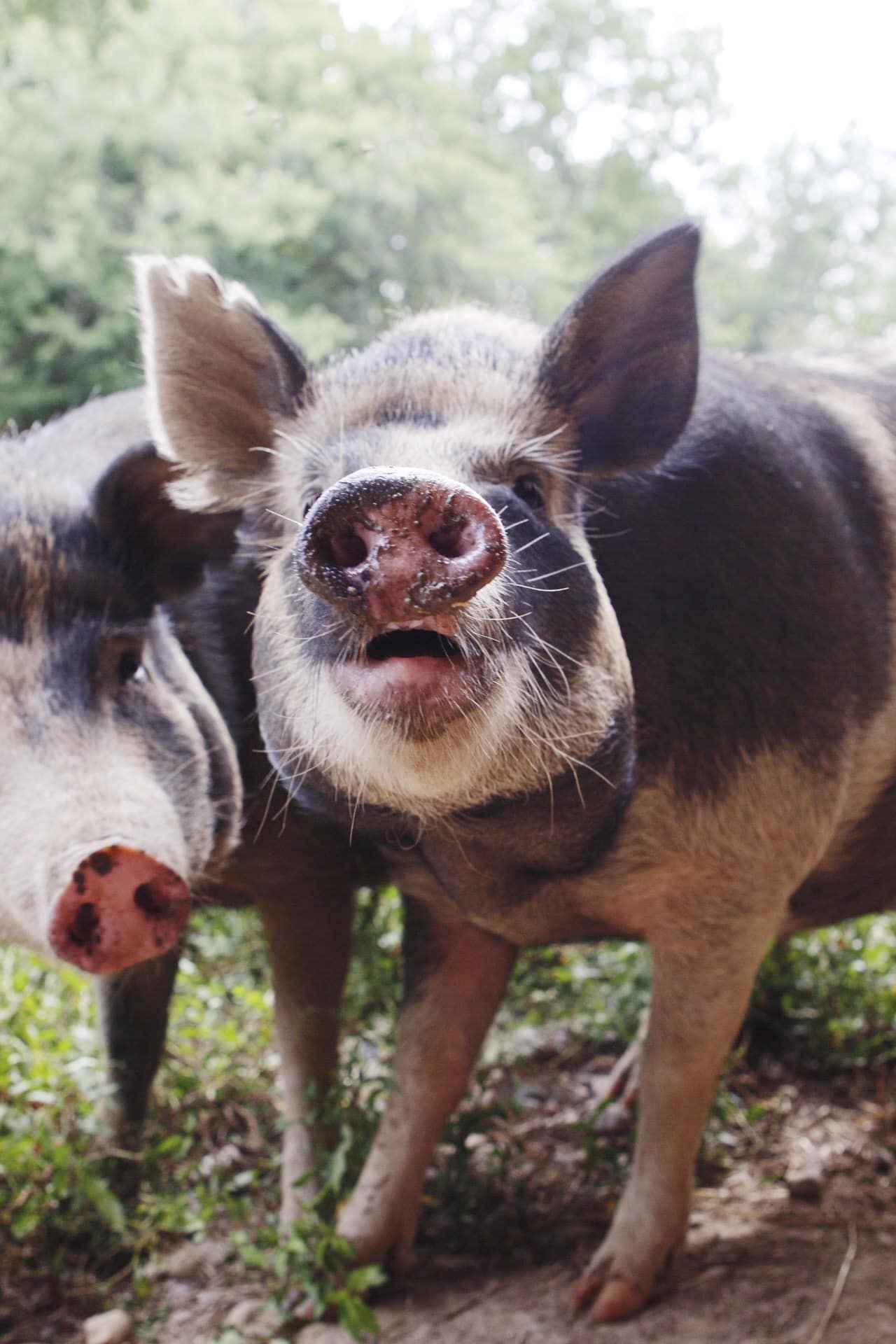 Ossabaw Pigs