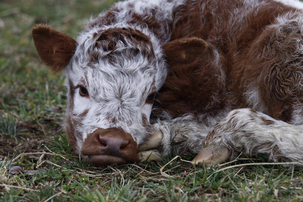English Longhorn Calf