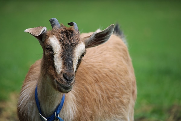 Arapawa goat