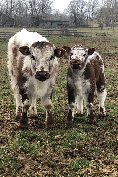 Longhorn calves