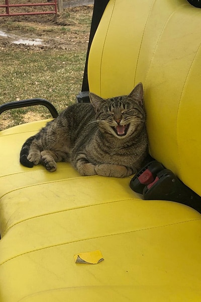 farm cat