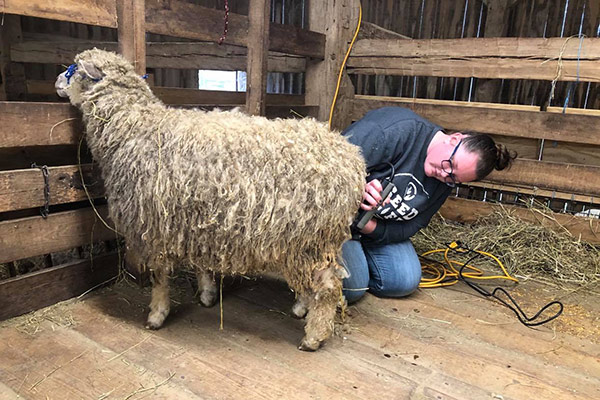 sheep shearing