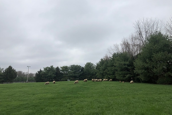sheep grazing in parking lot