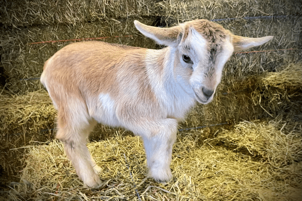 Arapawa goat