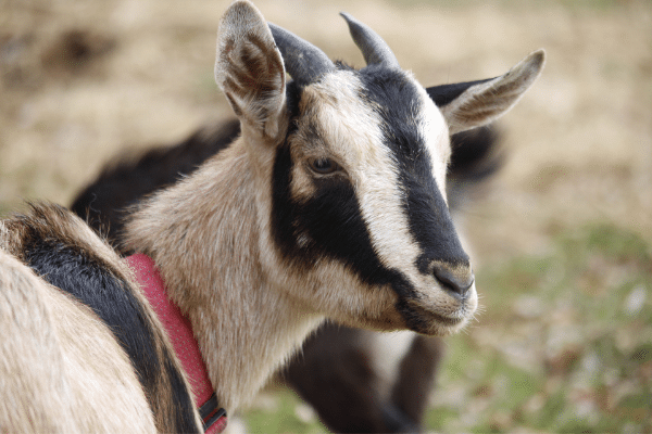 Arapawa Goat