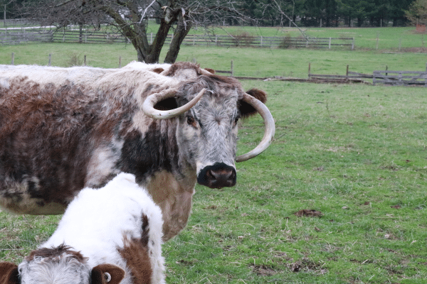 English Longhorn