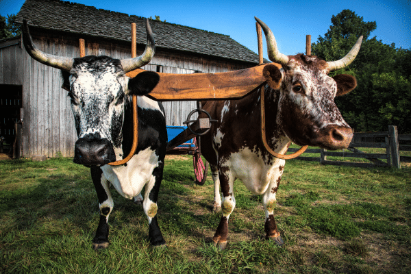 Heritage Breeds Week