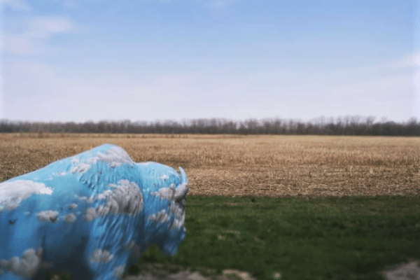Blue Buffalo statue overlooking field
