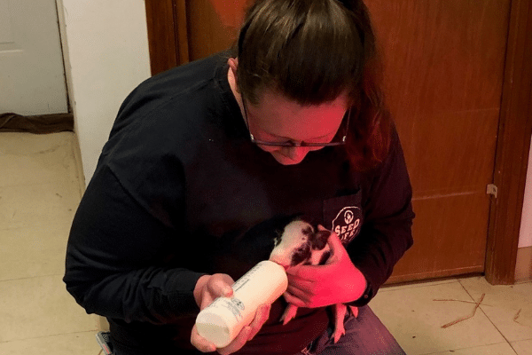 Ag staff feeding a baby pig