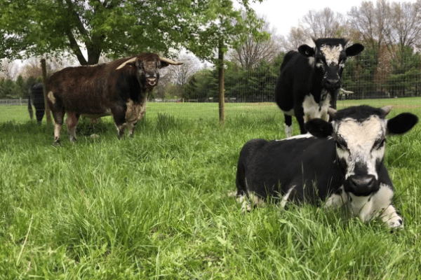 English Longhorn Heritage Breed