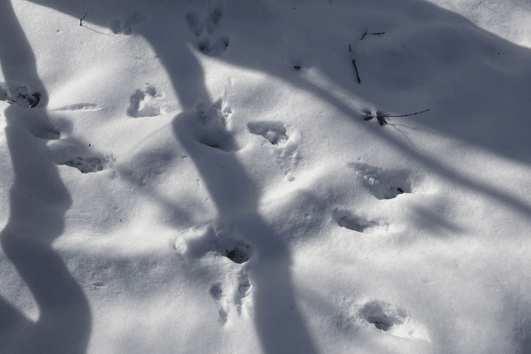 Animal tracks in the snow