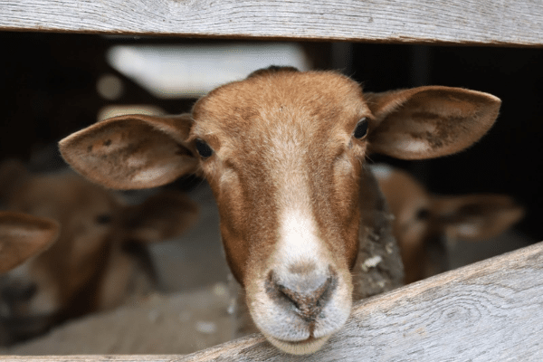 Tunis Sheep