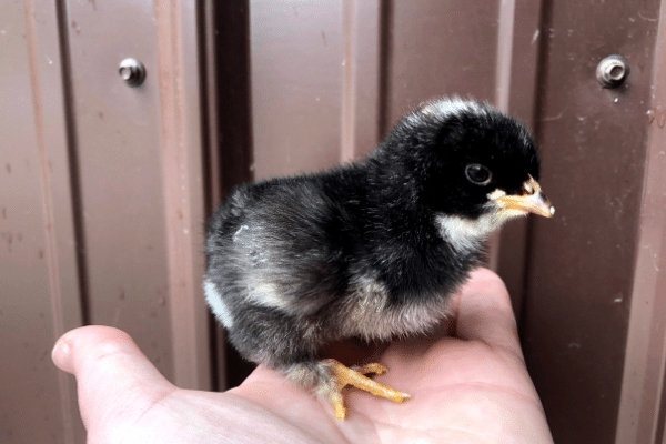 Meet some new chicks in the Conner Barn