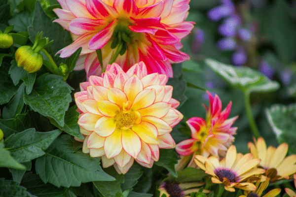Flowers blooming in the garden