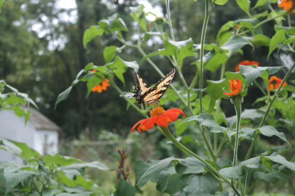 butterfly
