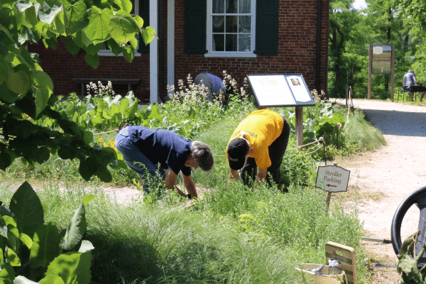 Conner Prairie Volunteers in the garden