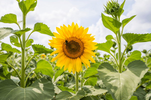 Black Oil Sunflower with Bumblebee