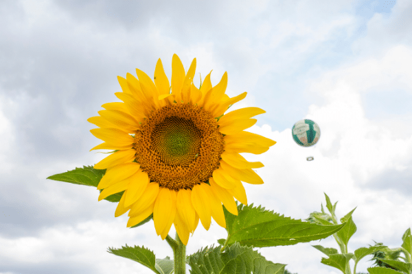 Black Oil Sunflower