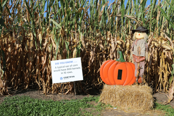 Scarecrow In Front Of Corn Maze