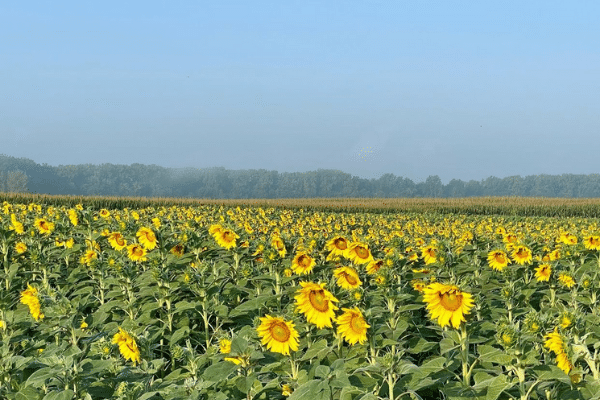 Sunflower Field On Sunny Day